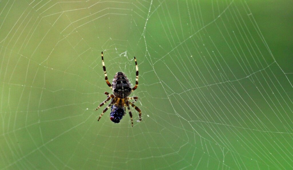 Top 10 Types of Spiders in Australia According to the Experts