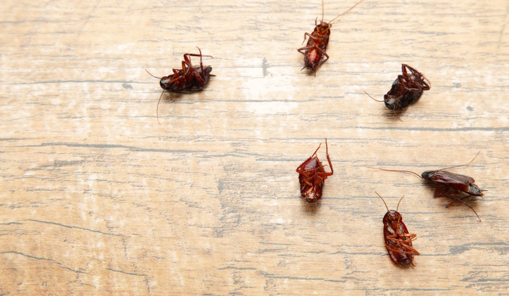 How to Get Rid of Cockroaches? 7 Effective Methods