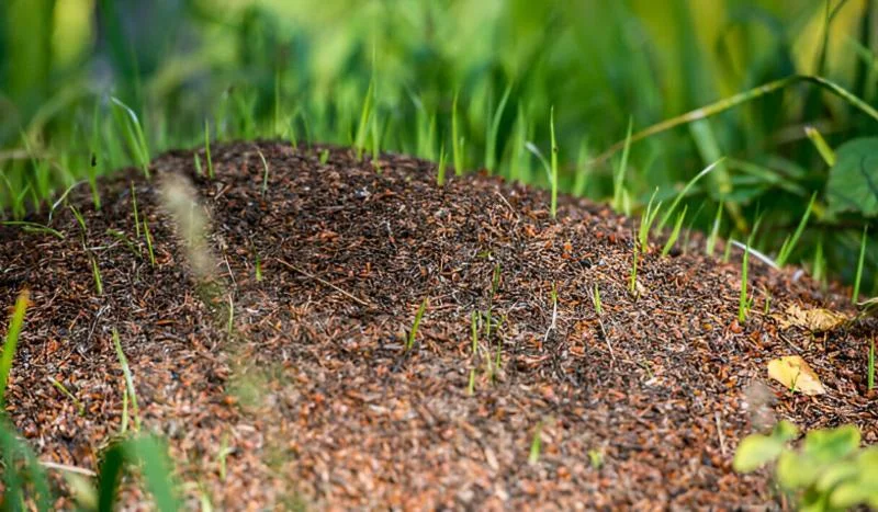 How To Get Rid Of Ant Hills In Your Yard in Perth?