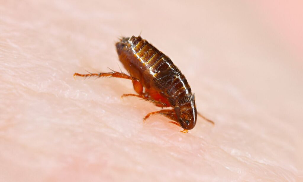 Top 15 Common Household Bugs In Australia