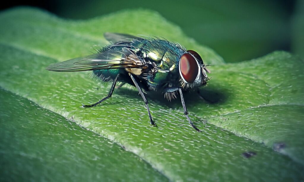 Top 15 Common Household Bugs In Australia