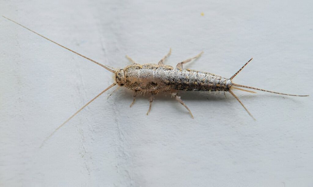 Top 15 Common Household Bugs In Australia