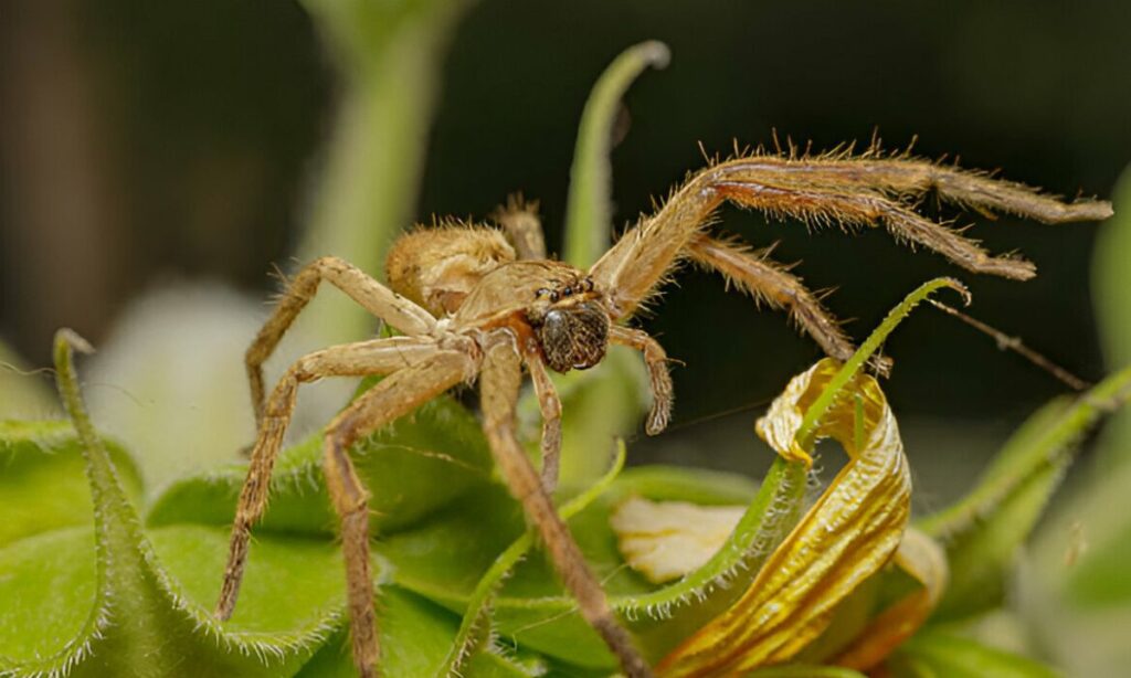 Top 15 Common Household Bugs In Australia