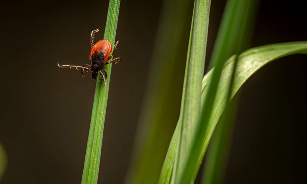 Top 15 Common Household Bugs In Australia