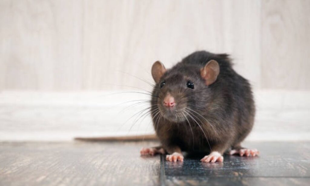 Ways To Get Rid Of Rats