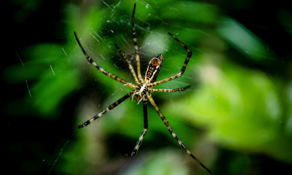 How to get rid of spiders in Australia 