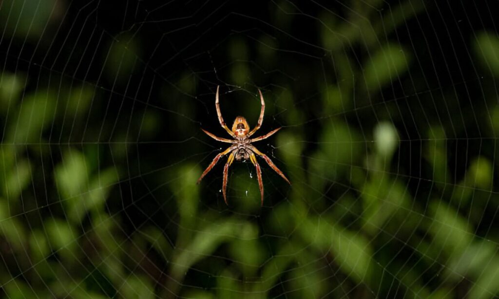 Tips for how to get rid of spiders in Australia