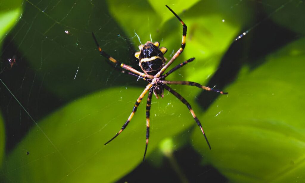 Understanding the reason for attracting spiders to your home